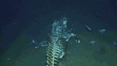 人间最美,不过鲸落——我国南海首次惊现鲸落,一鲸落