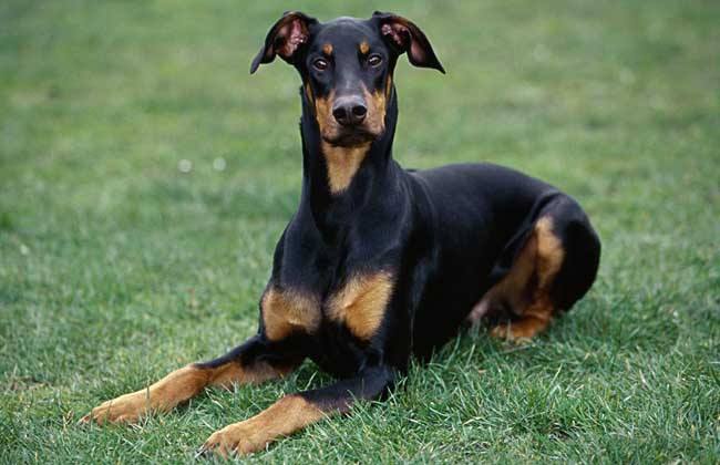 世界第一聪明的狗狗在这里!十大聪明名犬