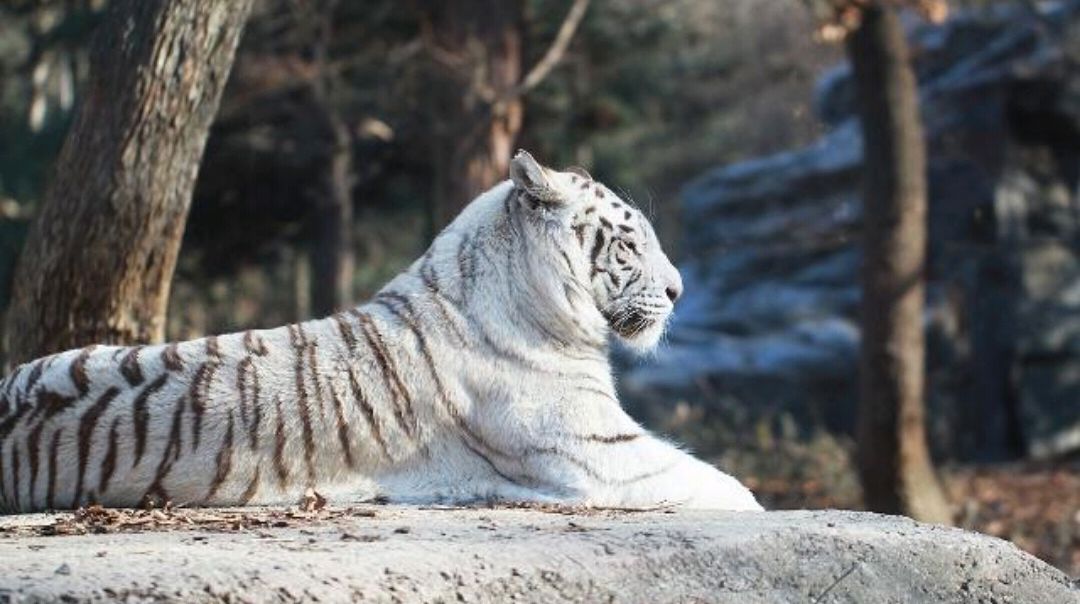 现在世界上所有的白色老虎,都是由上个世纪印度的一只白色老虎或者这