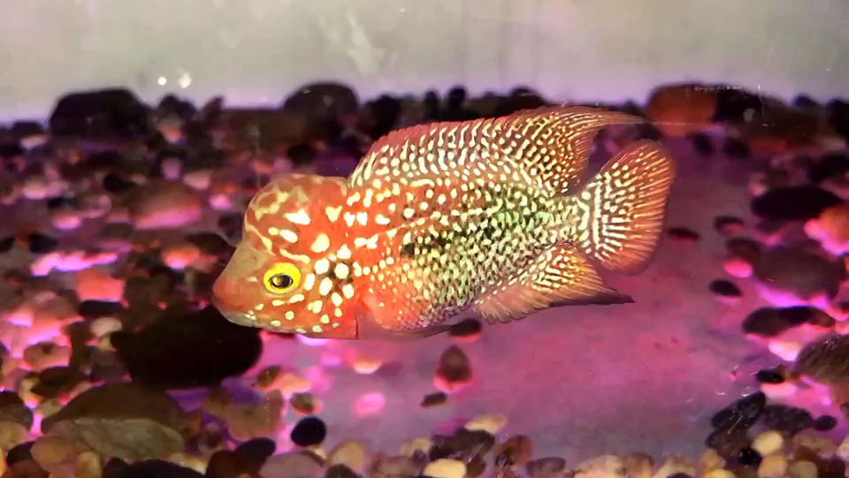 罗汉鱼小亚成和极品鸿运罗汉鱼