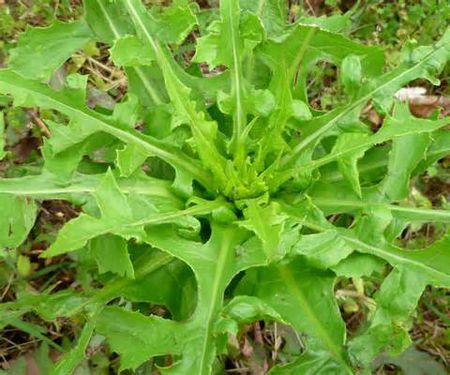 农村这种叫做"鸭子食"的野菜,却被城里人称为"高钙菜"