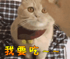 何况养橘猫的乐趣,不就是看它吃饭嘛!
