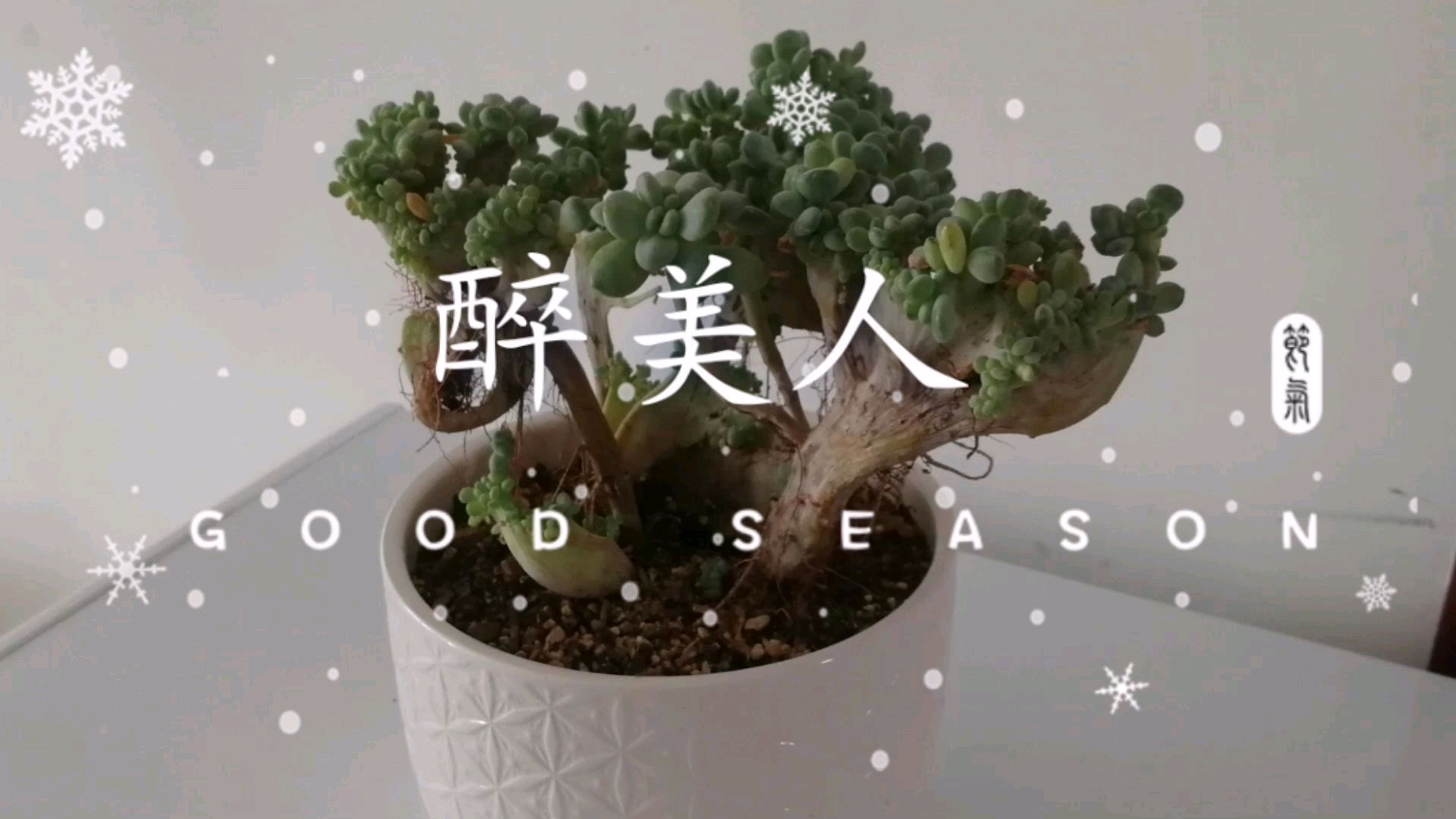 花老板用他养了多年的醉美人,讲解把醉美人养成老桩的四个关键点