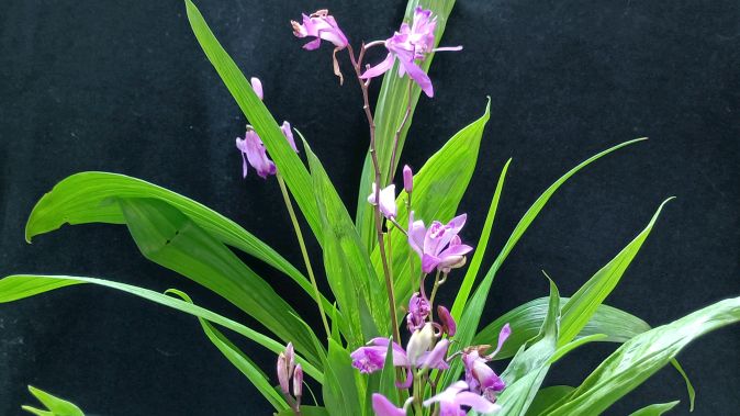 快递来的兰花,为什么四季开花?1.2一株的兰花其实是中药材