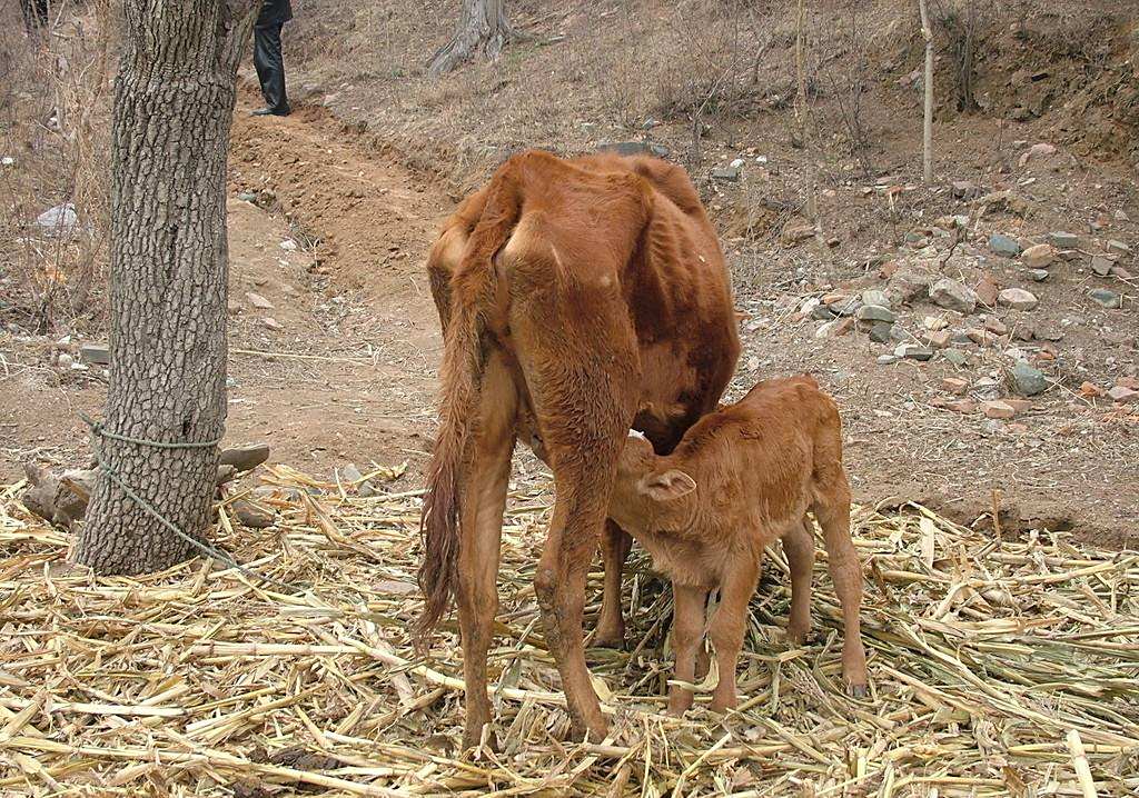百度爱采购首页 商品专题_肉牛"铁牛"是我老家农村老百姓们给耕地机器