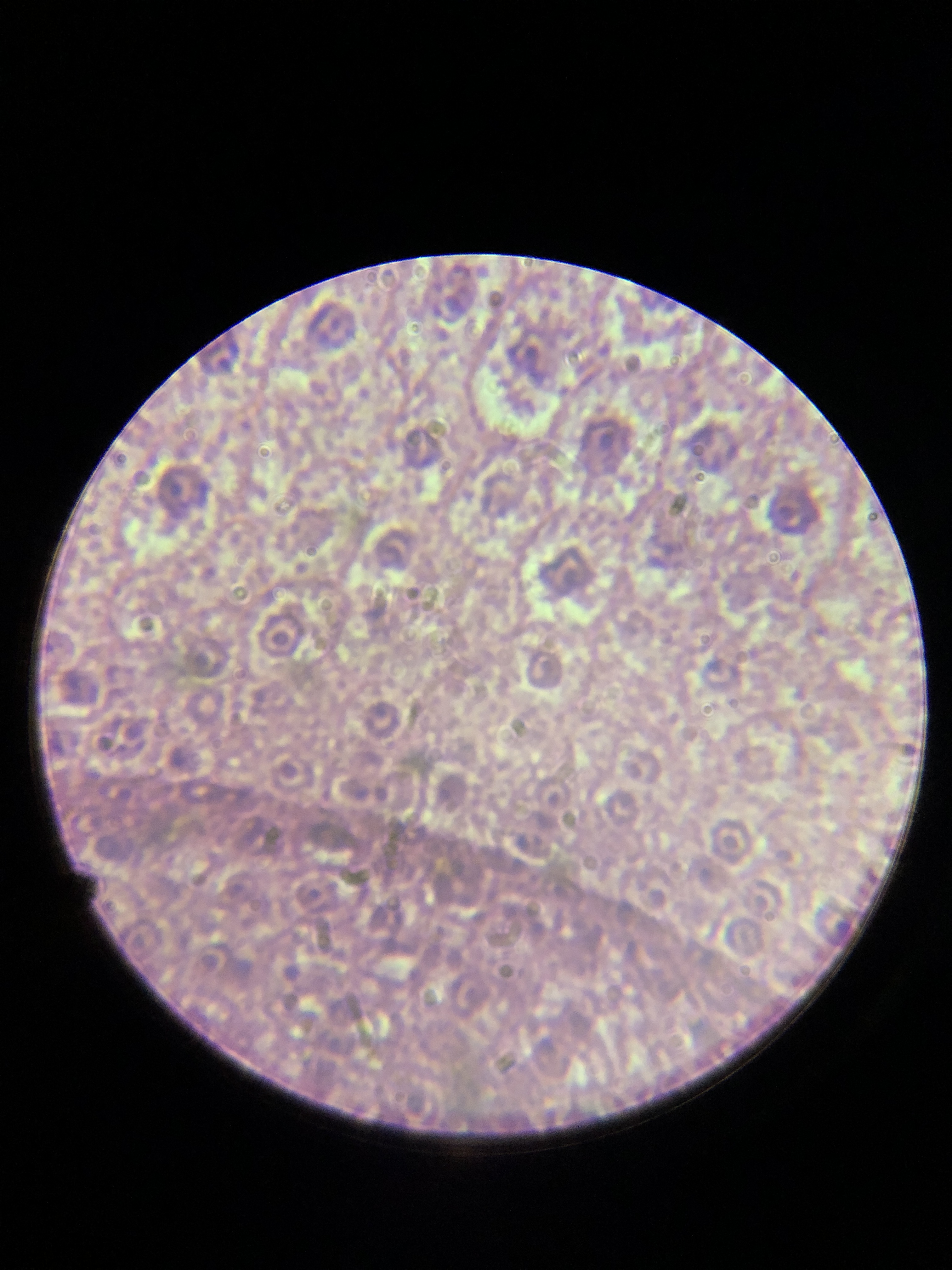 显微镜下的世界——食盐