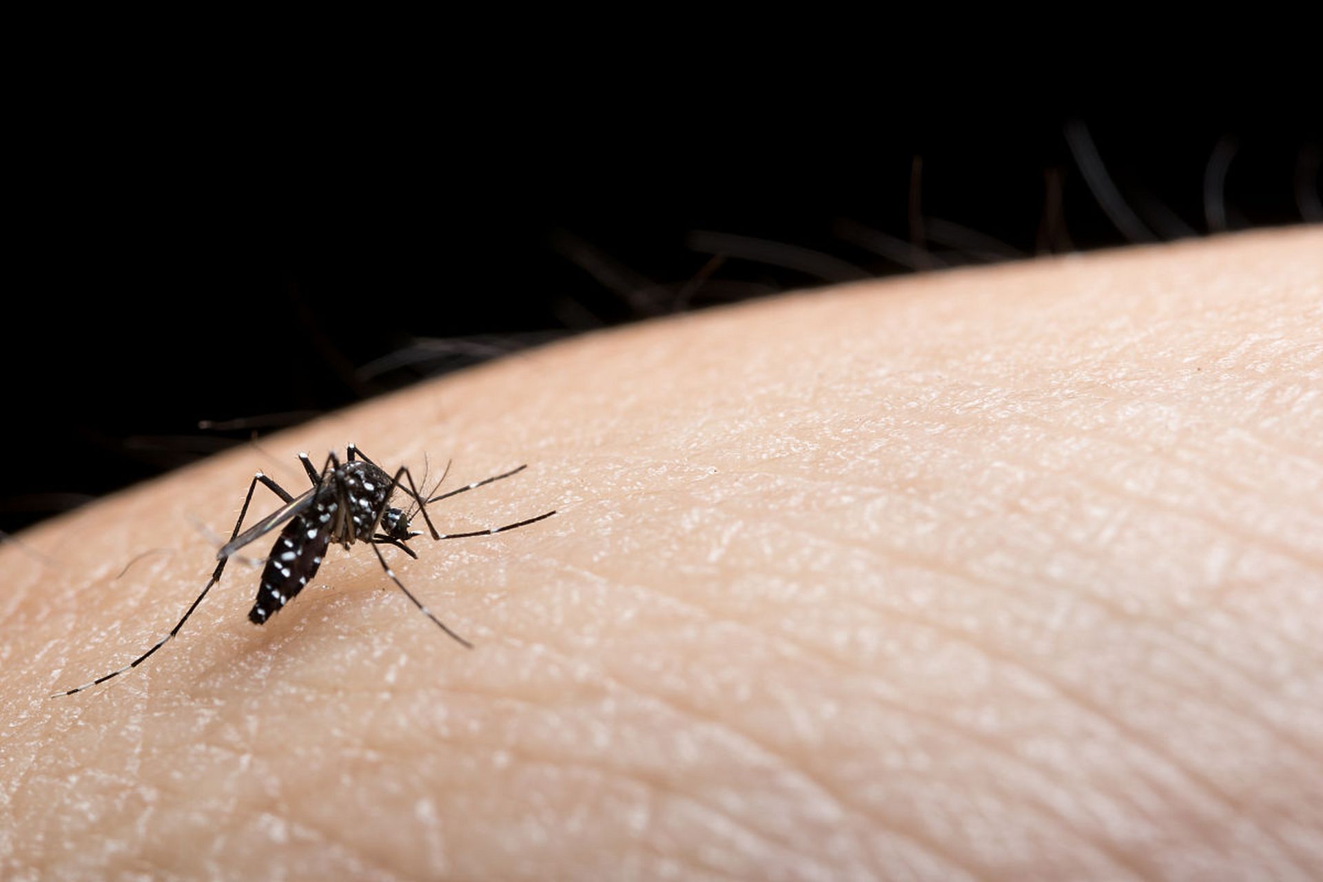 虫咬性皮炎是一种常见的皮肤炎症,多由蚊子,跳蚤,蜱虫,蜈蚣等昆虫的