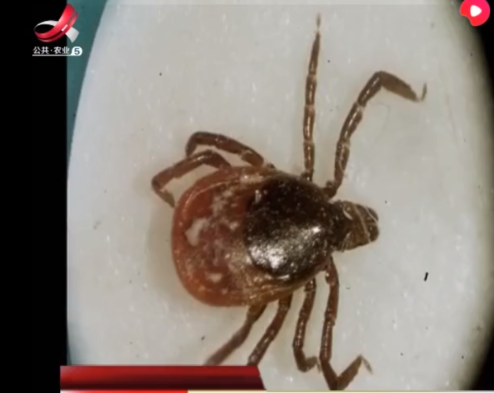 夏天到了 要特别注意这种虫子 病菌特别多 一不小心就有生命危险