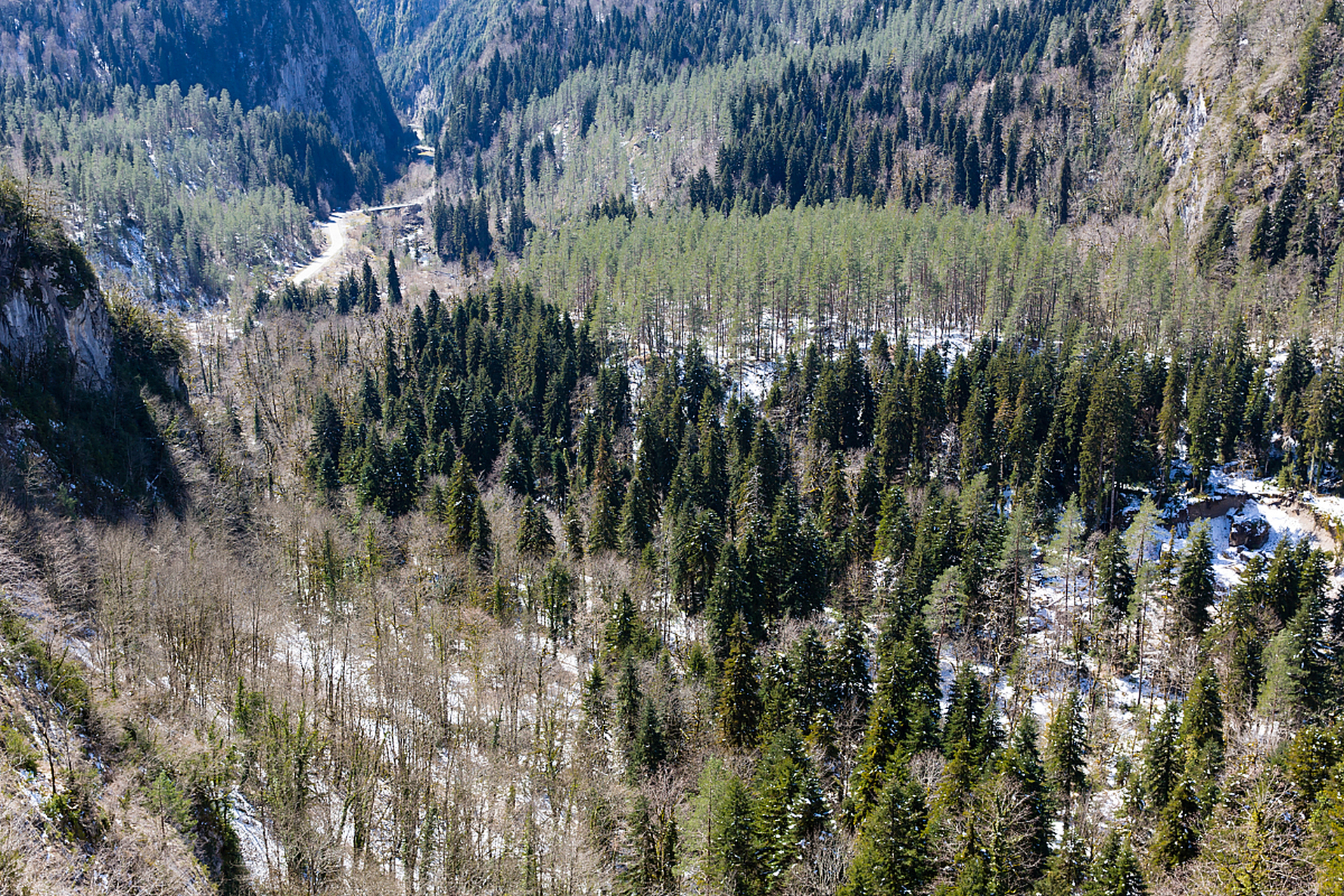 天山雪岭云杉林,被评为中国最美的十大森林,位列首位!
