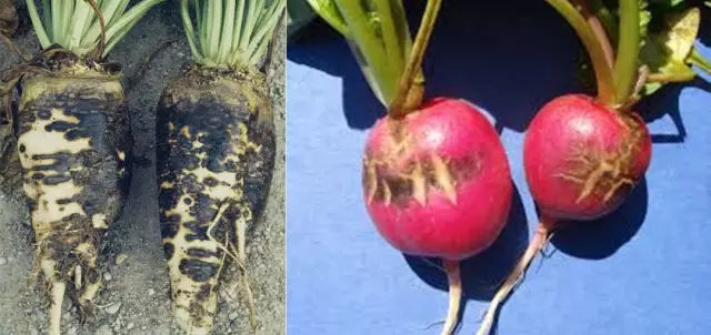 萝卜黑根病有这些危害症状,及时防治很重要