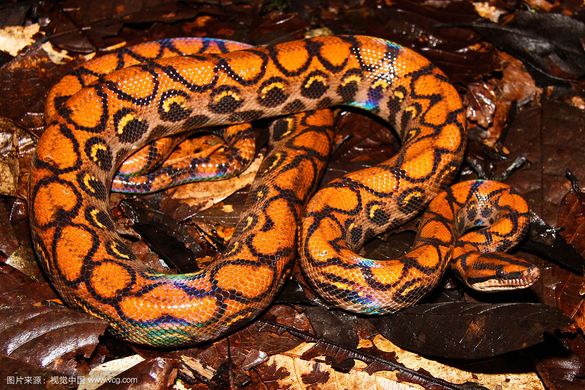 红头环蛇 银环蛇属于眼镜蛇类,发现于东南亚的雨林,它们的毒液腺已