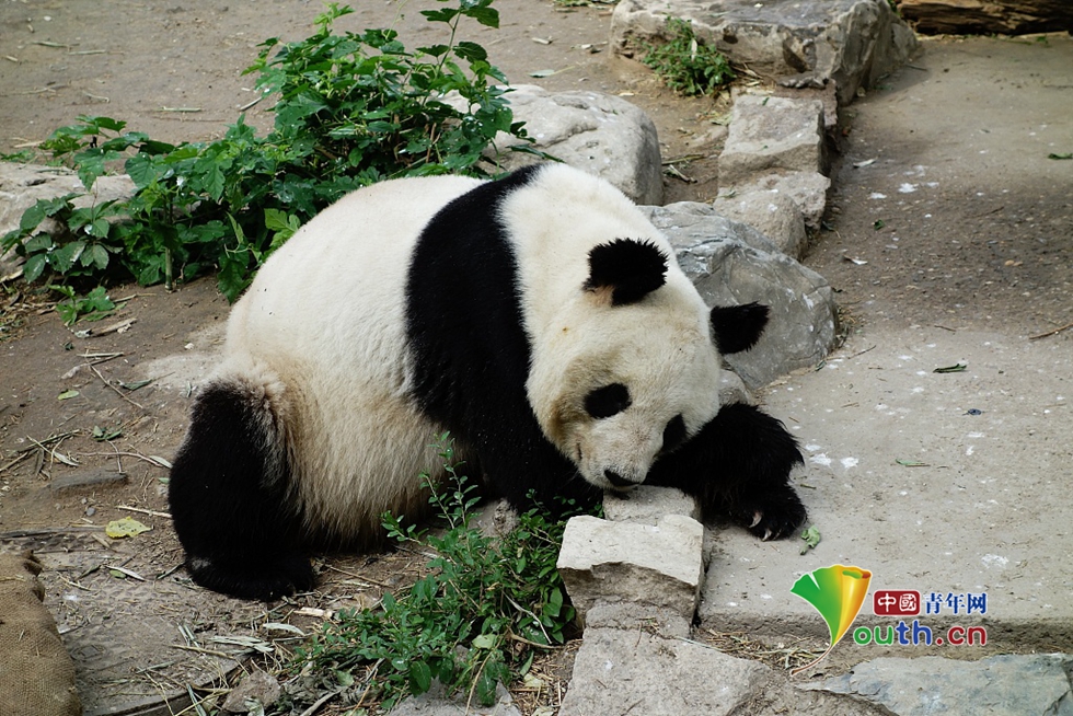 熊猫趴在地上的图片图片