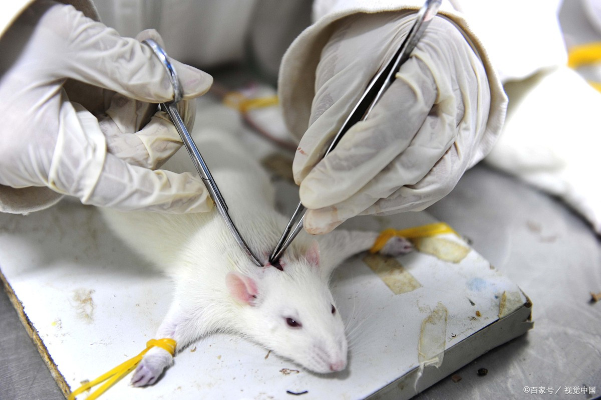 动物医学专业:如何找到适合自己的职业出路?