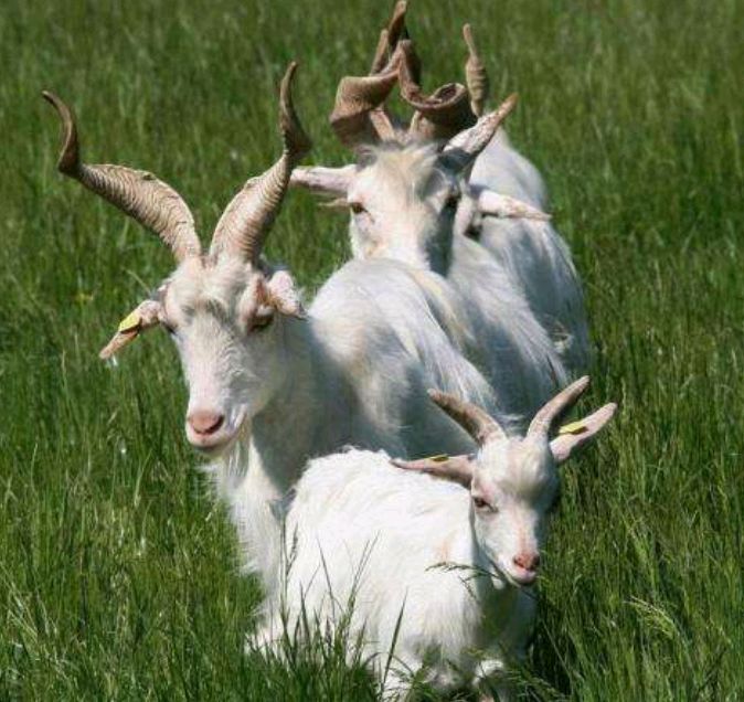 山羊和绵羊能杂交吗?