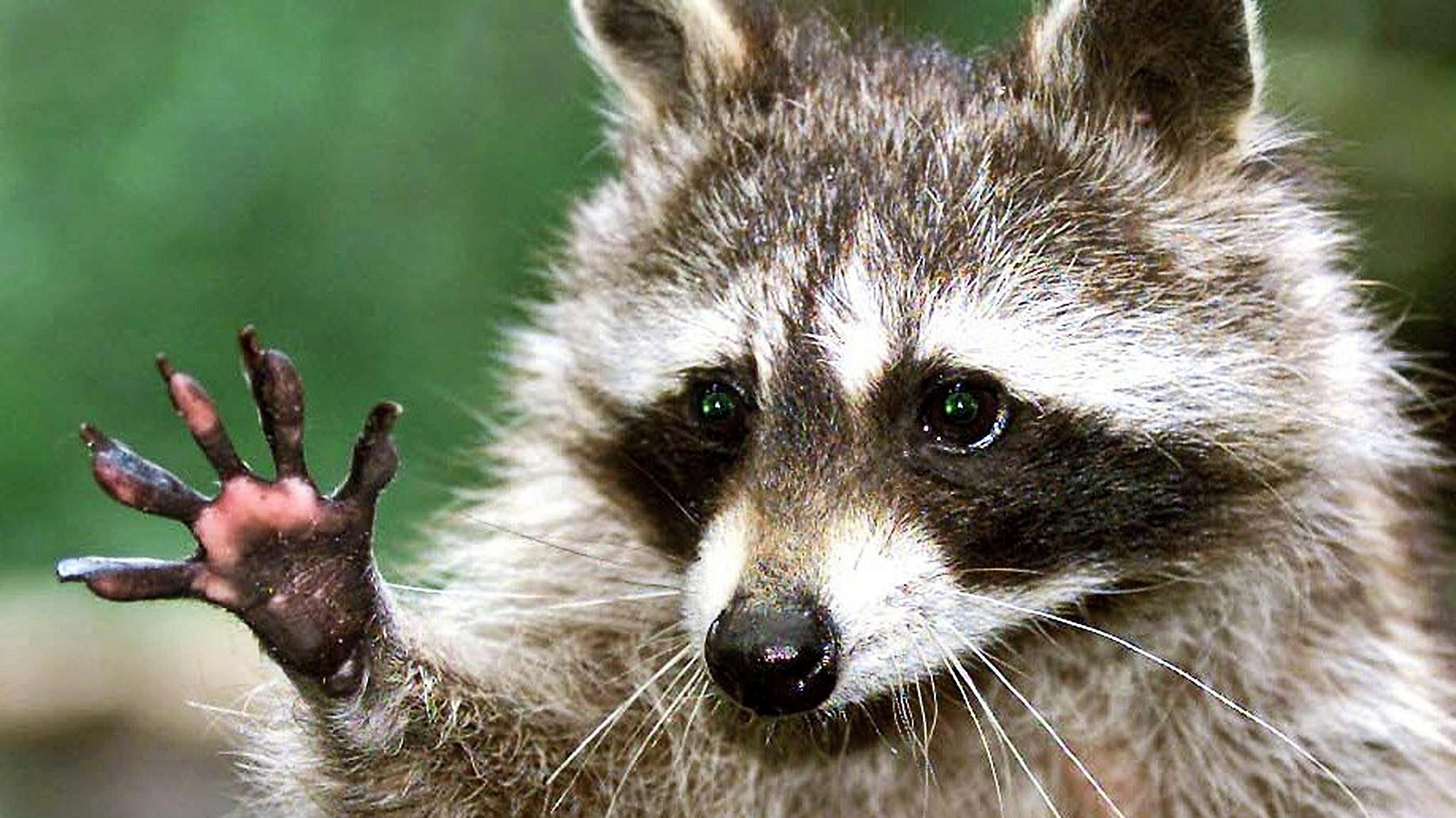 小浣熊这么可爱,为什么不能当宠物养?九条理由了解一下