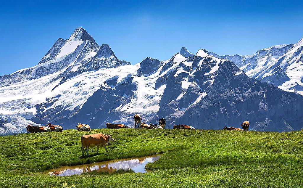 阿尔卑斯山景色十分迷人,是世界著名的风景区和旅游胜地,被世人称为"