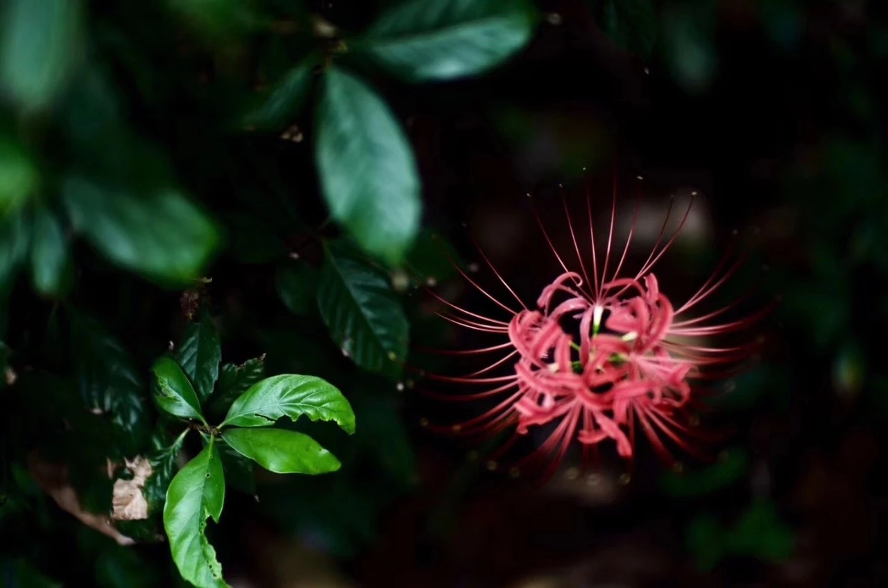 达照法师:现在最美