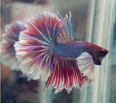 冬季养鱼的重点,饲养泰国斗鱼时,要用这样的加温方式