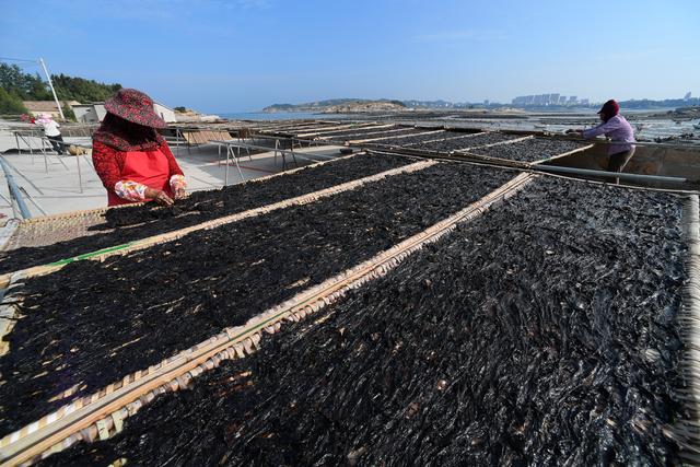 10月24日,福建莆田蒋山村村民在晒紫菜.