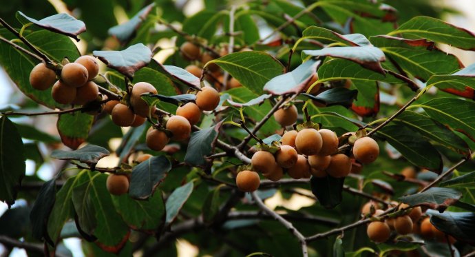 今天小编想给大家介绍一下丁香枣,丁香枣其实就是我们平时所说的小