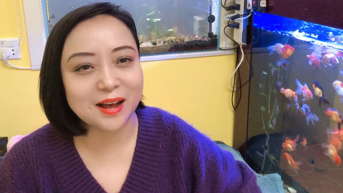 想给孔雀鱼缸种水草但是考虑到冰蓝的纯种还是要把小孔雀鱼也捞走