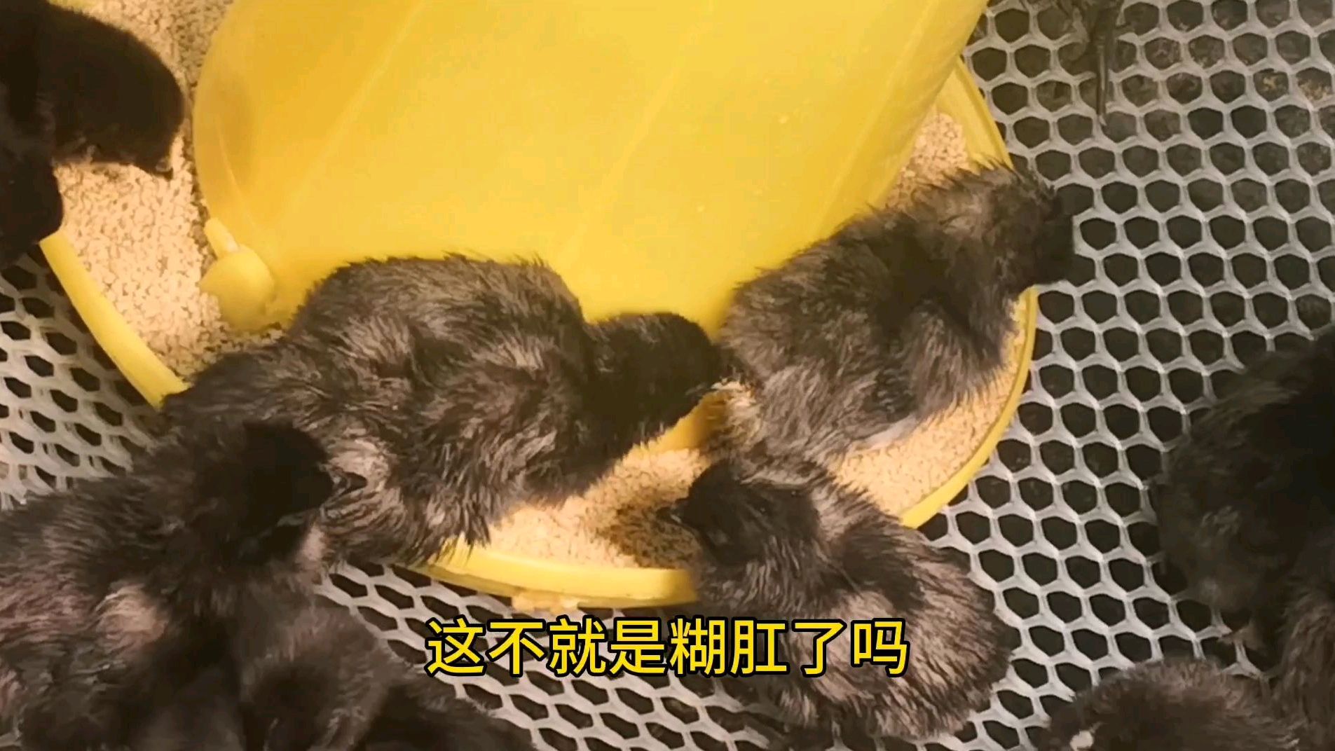 养鸡第三天,死了好几只雏鸡,小伙焦头烂额,一起看看出了啥问题