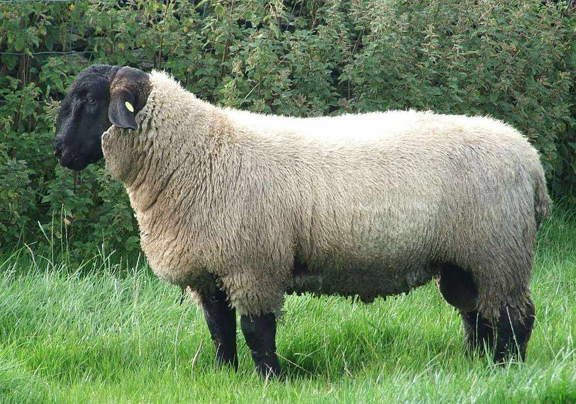 农村这10种"羊"都大有来头!2020年想养羊的朋友,可大显身手!