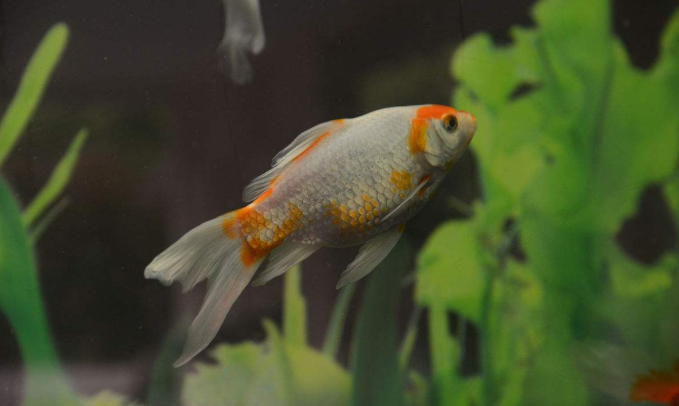 长尾彩鲫喂养指南,初学者最适宜的品种之一