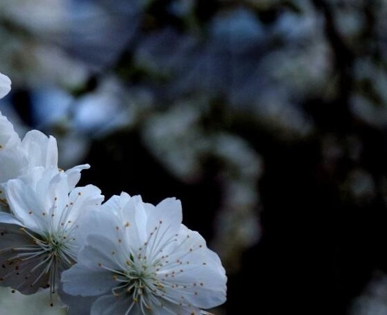 白花山碧桃图片图片