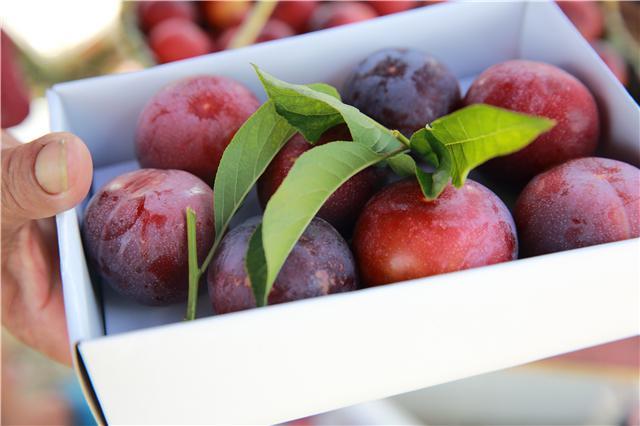 销售期仅10天 6月20日桐乡槜李将全面上市