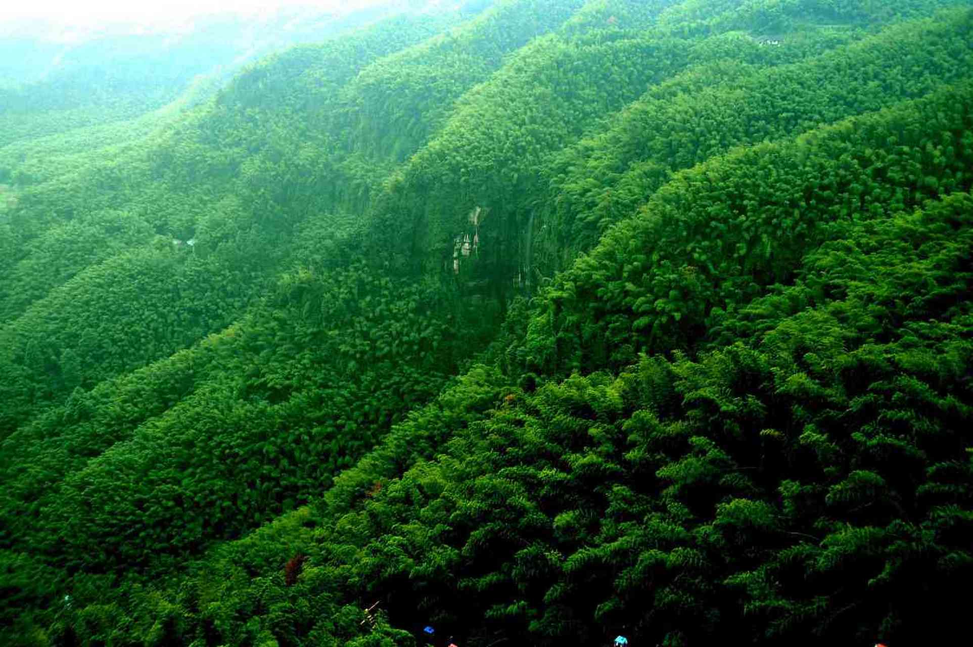 中国大竹海,又称安吉大竹海,以李安的电影《卧虎藏龙》为背景而广受
