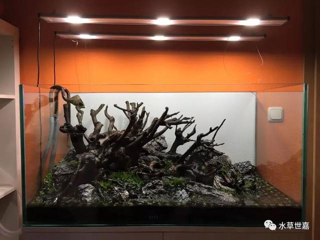 迷你矮造景