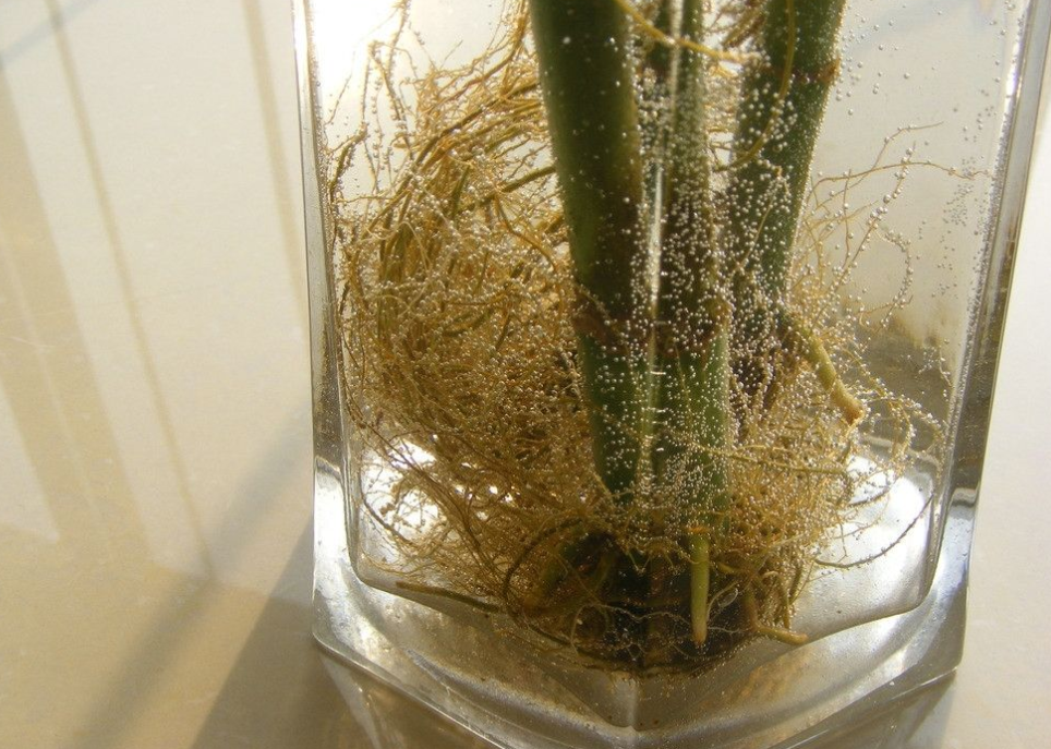 繁殖富贵竹,用这"2种"方法都能生根,成活率高发芽快