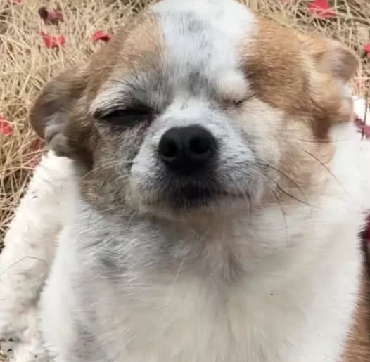 主人在放鞭炮,狗狗突然冲进去,鞭炮熄灭后,主人心疼不已