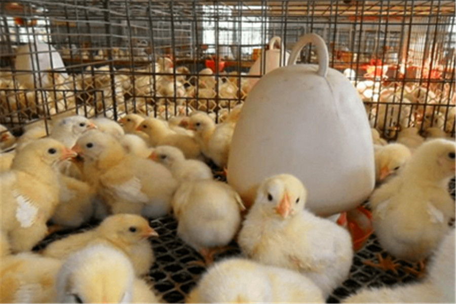 蛋鸡- 热门商品专区