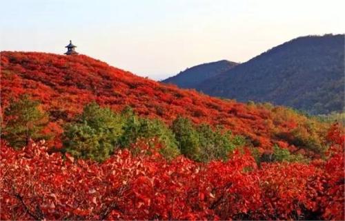 今年深秋,一起去这几个地方看漫山红枫叶