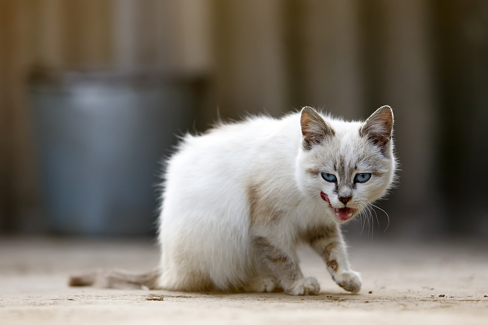 驯猫图片