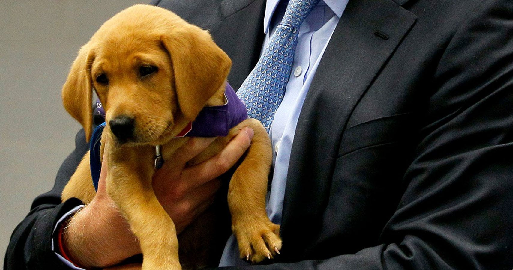 预备警犬太活泼,不想工作只想玩,政府一挥手:谁要养,领回家吧