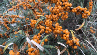 100万瓶蚂蚁森林沙棘汁3小时秒完,网友:养大的娃下崽的感觉