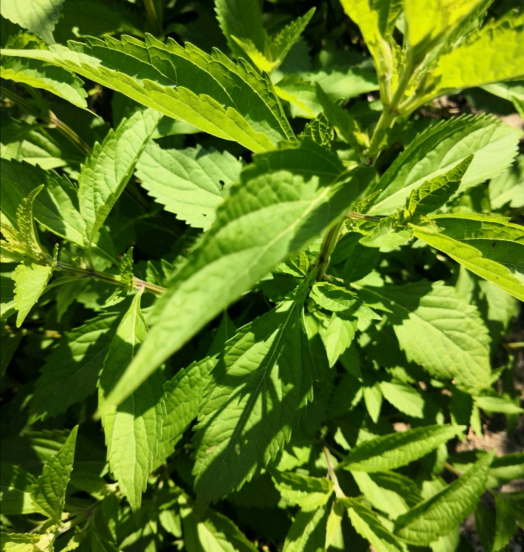 溪黄草寒,清热利湿