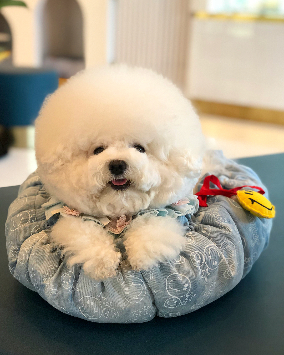 拥有逆天颜值的棉花糖比熊,甜到你了吗?