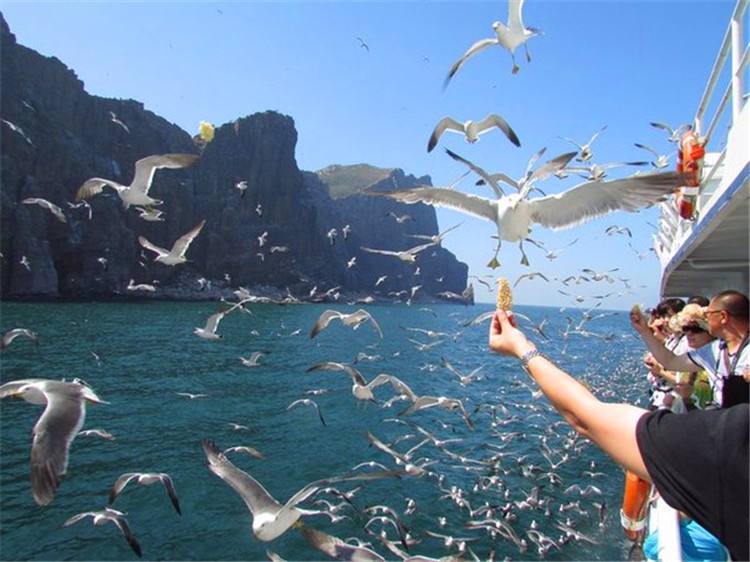 长岛的海边上有着很多的海鸥,蔚蓝的海水,山峰耸立!