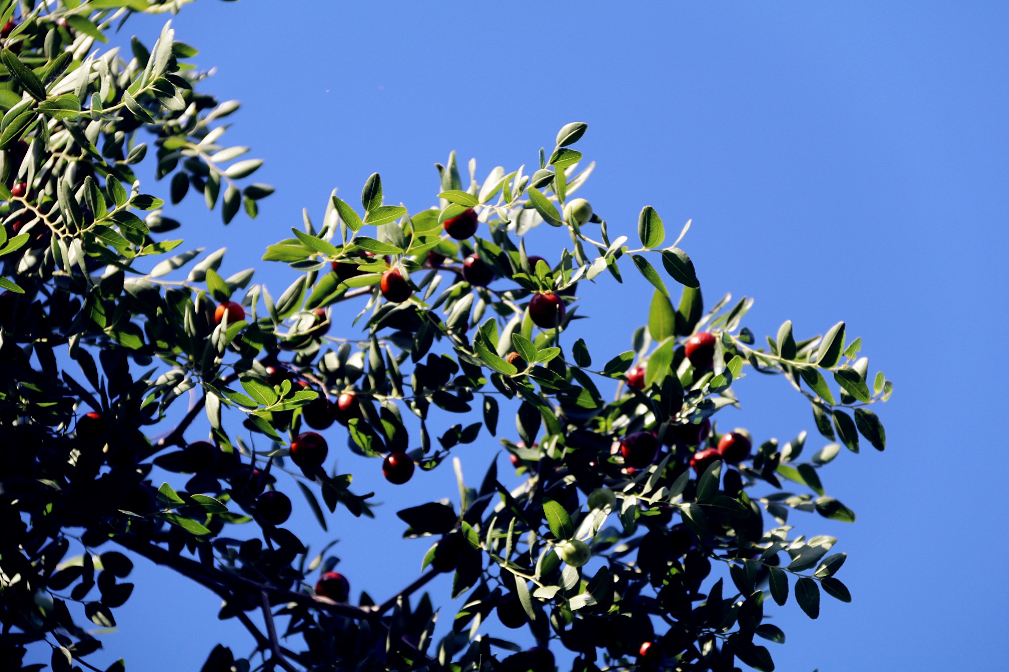 香山的野生枣树 转载自百家号作者:岳视界