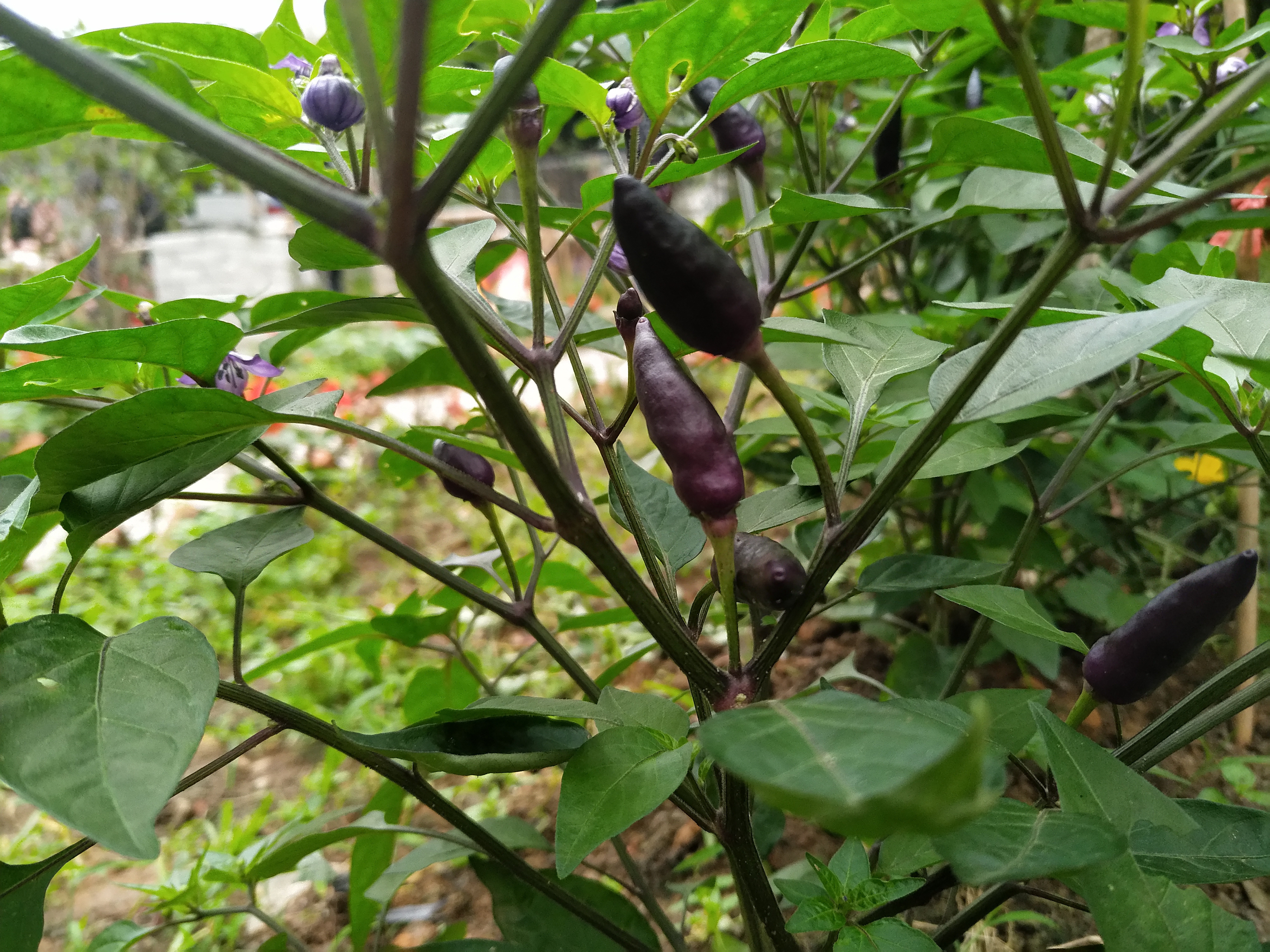 紫色辣椒——紫云