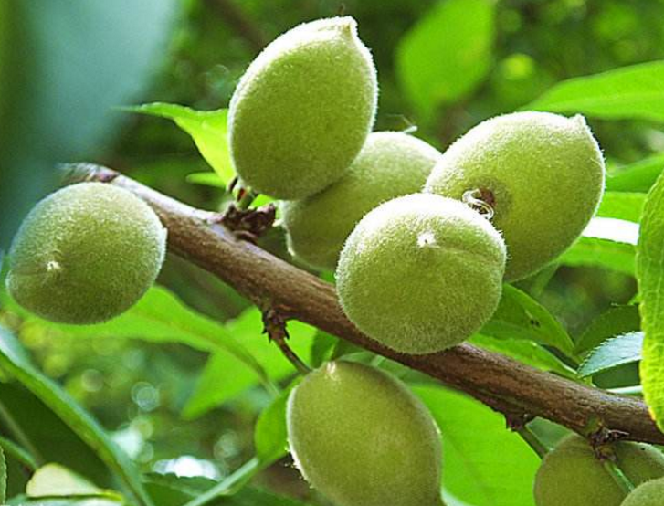 山桃- 优质问答专区