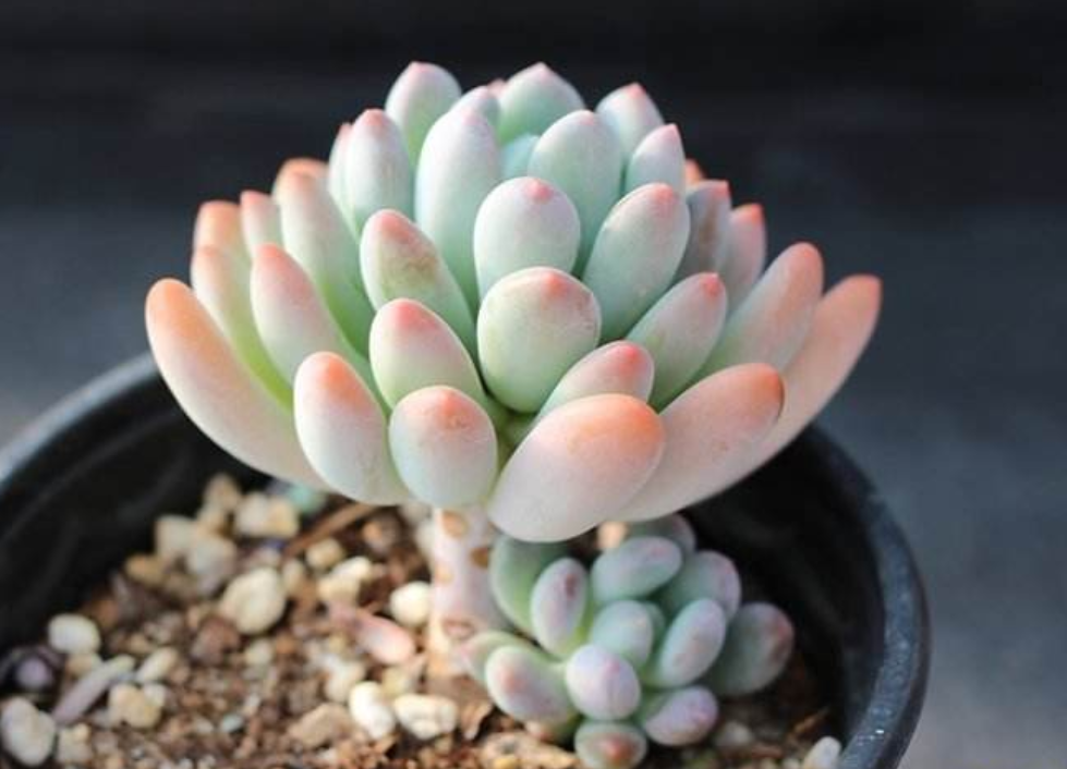 多肉灯美人简介与养殖方法