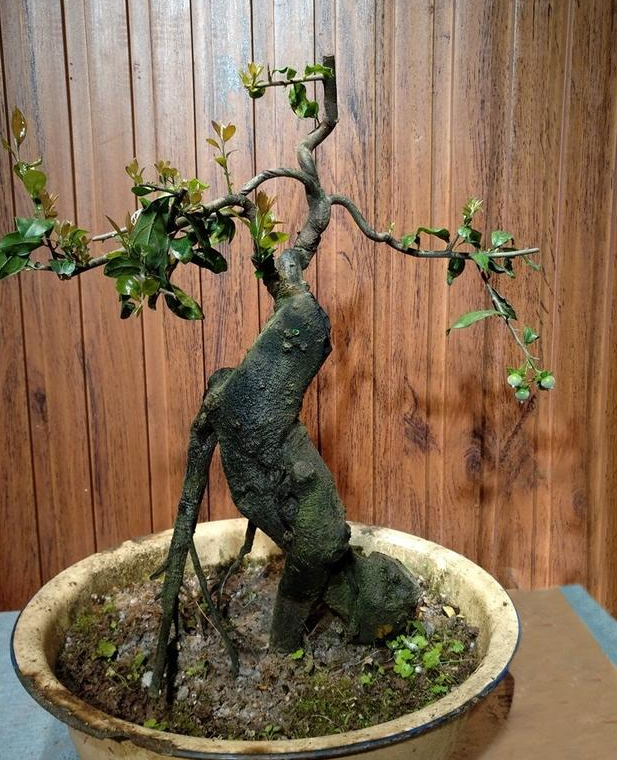 老花匠:只要能把"盆景树"养好,就算是烂陶瓷盆,看着也上档次