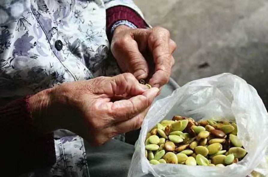 农村皂角树上不起眼的小玩意,以前用来洗衣服,如今一斤200元!