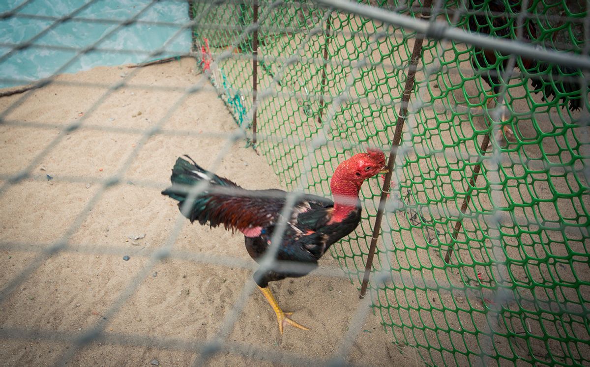 东南亚一直都有斗鸡传统,而越南是怎么养斗鸡的呢?