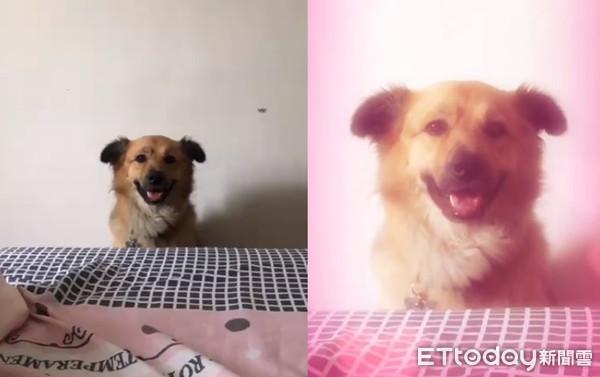 萌汪幸福脸坐床边 炙热眼神叫主人起床 2千网友羡:恋爱了!